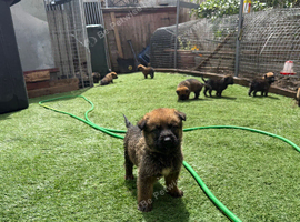 Working line German shepherd puppies