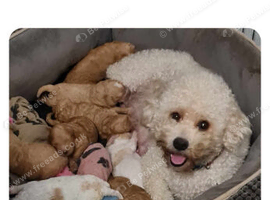 Cavapoochon