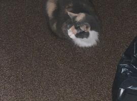 Willow