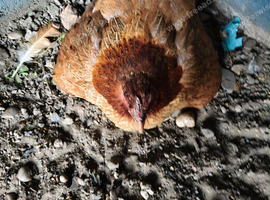 Broody hen for sale