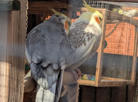 Adult cockateils