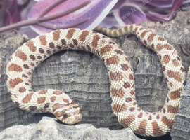 Babies ready to go all different sex and Morphs &pound;80ea