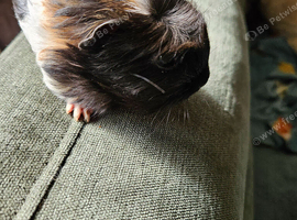 Baby coronet guineapig