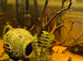 Fish Tank For sale with or without stand