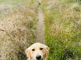 Golden retriever KC REG