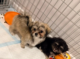 Adorable Maltese & Chihuahua Hybrid Puppies &ndash; 4 Boys.