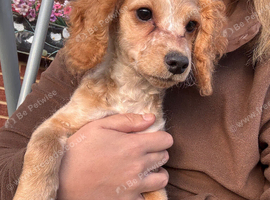 F2 cockapoo ready to leave