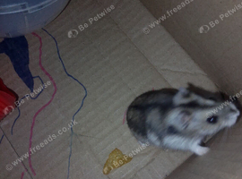 3 month old hamster and cage for sale