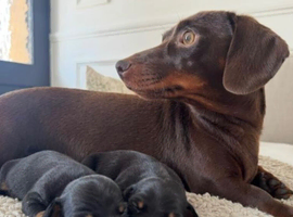 Wonderful miniature dachshunds