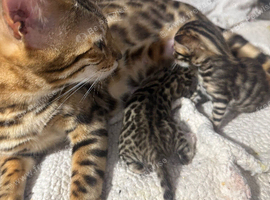 Bengal kittens