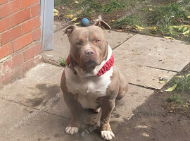 2 year old bully boy
