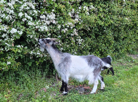 Two gorgeous female 3yr old goats pygmy cross