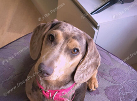 Rehoming my girl