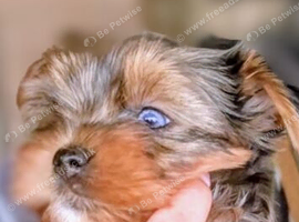 REAR COLOURED MERLE YORKIES
