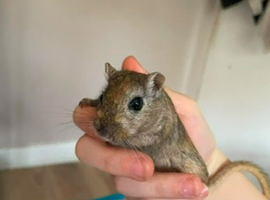 Female gerbil for rehoming