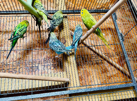 Budgies young and adult