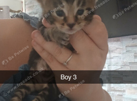 Beautiful kittens