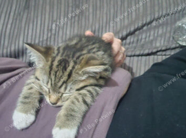 Half British shorthair kitten