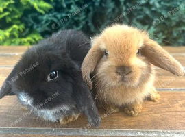 Pure Bred Boys (9 w old) Mini Lop Babies