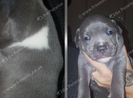 Staffordshire bull terrier puppies