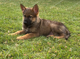 9 weeks old (boy)