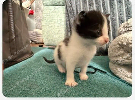 Kittens