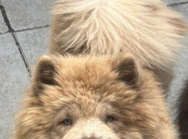 Lilac merle chow chow