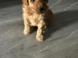 Stunning 100% red Tiny toy poodles