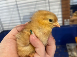 Rhode Island Red Chicks for Sale