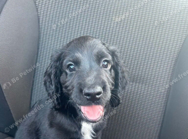 6 month old male spaniel pup