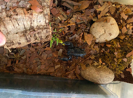 Asian Forest Scorpion and Setup - &pound;20