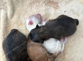 Pomeranian puppies