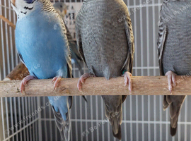 Blackface baby budgies and splits