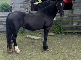 14.2 mare