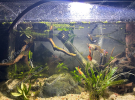 150 day old guppies