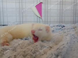 Nipped albino female ferret for sale