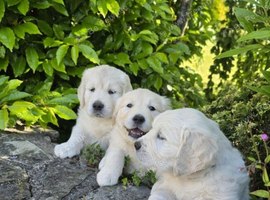 Purbred golden retriever puppies