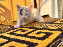 Kitten For give up