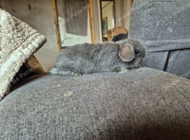Beautiful blue female mini lop baby