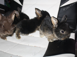 Mini lion lop babies