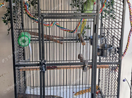 4 month old baby ringneck