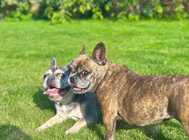 2 x French Bulldogs to rehome
