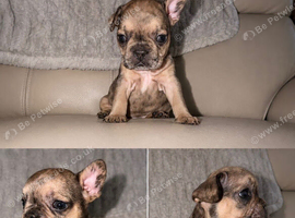 French bulldog pups