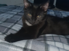 I have 2 male cats