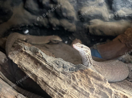 Proven breeders ackie trio