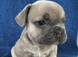 3 adorable pups waiting for their forever homes