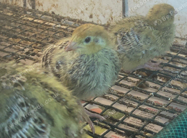 Jumbo Quail chicks
