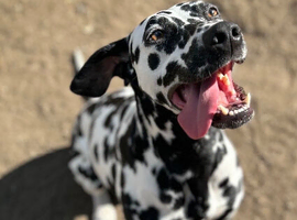 Dalmatian