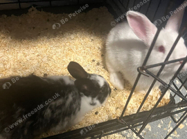 2 male rabbits