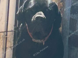 Daniff Puppies due. Great Dane x Mastiff